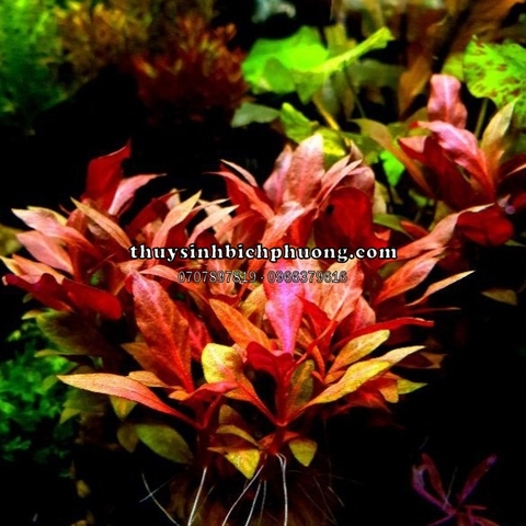 HUYẾT TÂM LAN MINI GÂN TRẮNG |  ALTERNANTHERA REINECKII "ROSANERVIG" - CÂY THỦY SINH