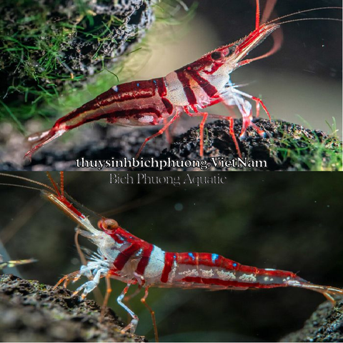 MINERAL SULAWESI 8.5 THƯƠNG HIỆU EBI-VN - KHOÁNG CÁ TÉP