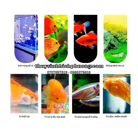 TETRA NHẬT TAIYO -  PHÒNG VÀ ĐIỀU TRỊ BỆNH CHO CÁ, DƯỠNG CÁ KHỎE
