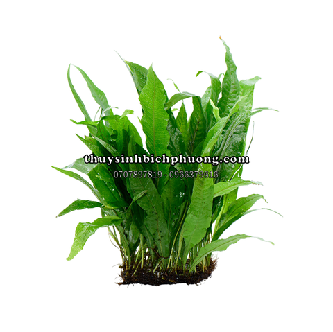 DƯƠNG XỈ JAVA | MICROSORUM PTEROPUS - CÂY THỦY SINH