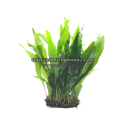 DƯƠNG XỈ JAVA | MICROSORUM PTEROPUS - CÂY THỦY SINH