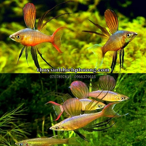 CẦU VỒNG VÂY DÀI (THREADFIN) - CÁ CẢNH