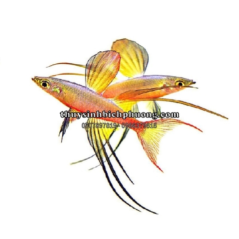 CẦU VỒNG VÂY DÀI (THREADFIN) - CÁ CẢNH