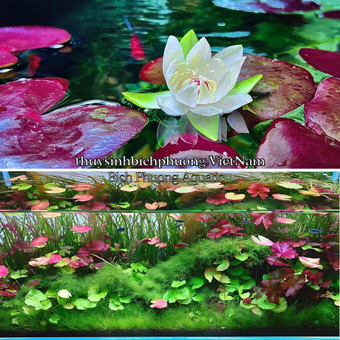 SEN ADA | SEN PERU - CÂY THỦY SINH