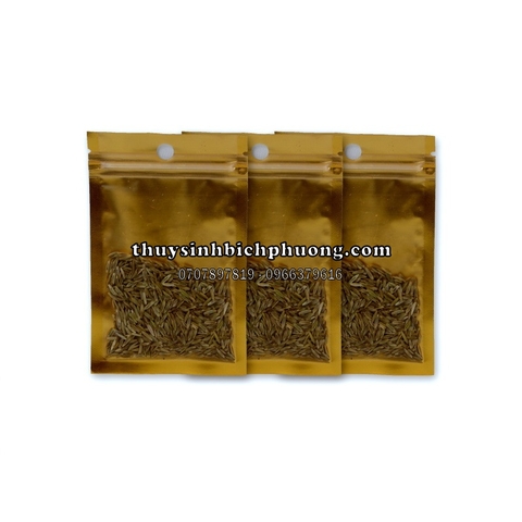 HẠT GIỐNG NGƯU MAO CHIÊN - HẠT MẦM THỦY SINH