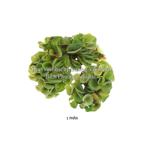 BÈO TAI CHUỘT - SALVINIA CUCULLATA
