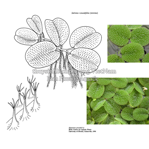 BÈO TAI CHUỘT - SALVINIA CUCULLATA