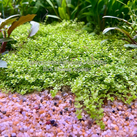 TRÂN CHÂU CUBA (Hemianthus callitrichoides ‘Cuba’)