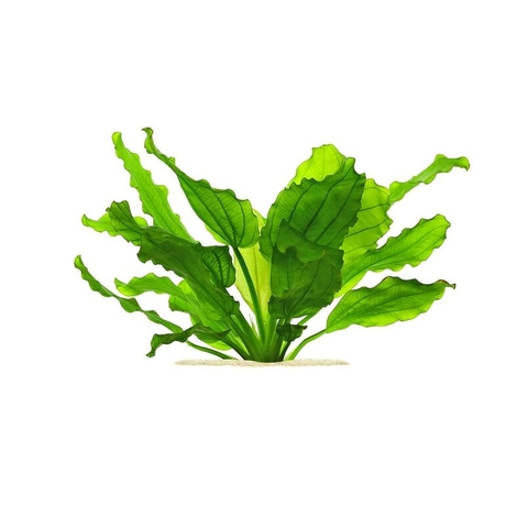 TRẦU LÁ TRÒN | ECHINODORUS 'AQUARTICA' - CÂY THỦY SINH