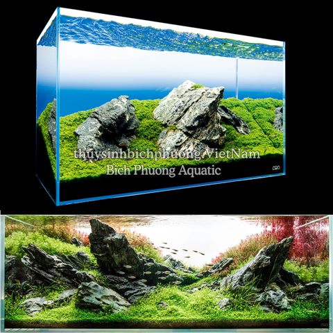 TRÂN CHÂU NGỌC TRAI (Micranthemum 'Monte Carlo' ) - CÂY THỦY SINH