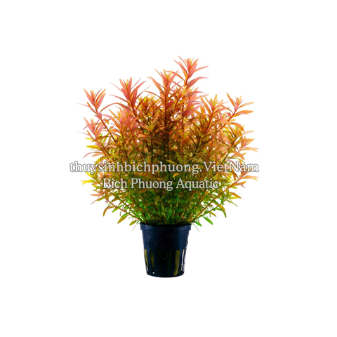 ROTALA SUPER RED - CÂY THỦY SINH