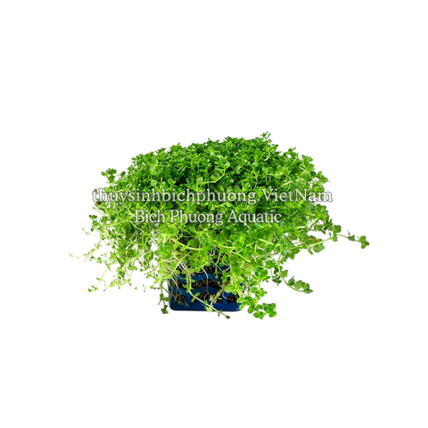 TRÂN CHÂU CUBA (Hemianthus callitrichoides ‘Cuba’)