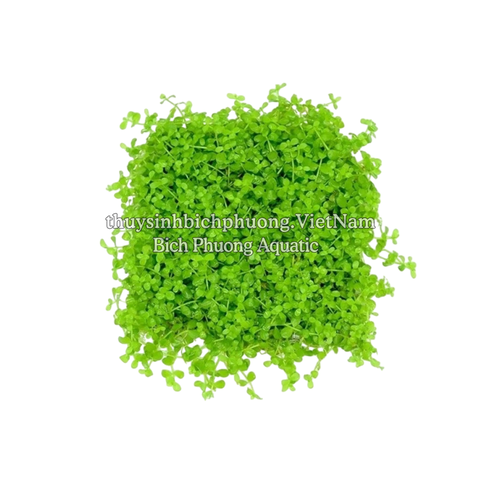 TRÂN CHÂU NGỌC TRAI (Micranthemum 'Monte Carlo' ) - CÂY THỦY SINH