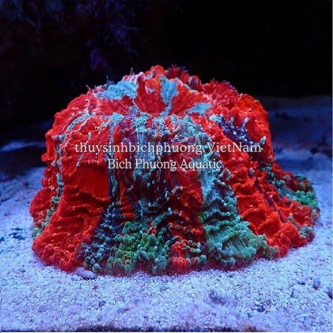 ĐÈN CHIHIROS NOVA 1 MARINE CORAL LIGHT CHO HỒ CÁ BIỂN