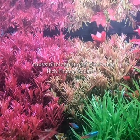 TL – CỐT NỀN 5S SUBTRATES PRO (FE+)