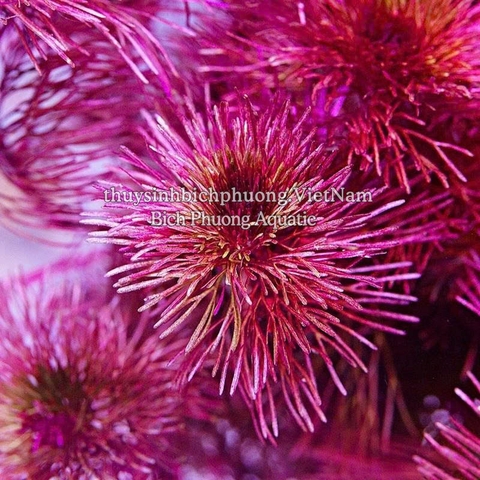 RONG LA HÁN ĐỎ - CÂY THỦY SINH