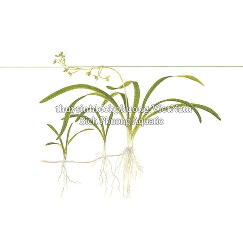 CÂY CỎ THÌA THỦY SINH