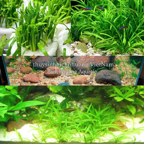 CÂY CỎ THÌA THỦY SINH