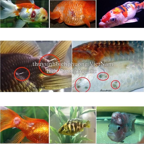 BIO KNOCK 1 2 3 4 – HỖ TRỢ CHĂM SÓC CÁ CẢNH (THÁI LAN)