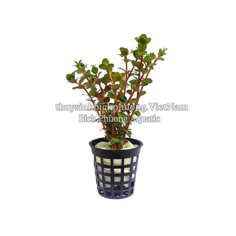 ROTALA H’RA (VẨY ỐC ĐỎ CAM) - CÂY THỦY SINH