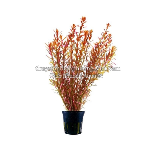 ROTALA H’RA (VẨY ỐC ĐỎ CAM) - CÂY THỦY SINH