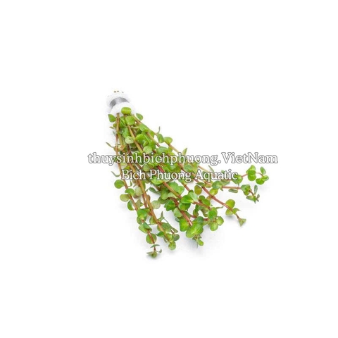 ROTALA PEARL (VẨY ỐC NGỌC TRAI) - CÂY THỦY SINH