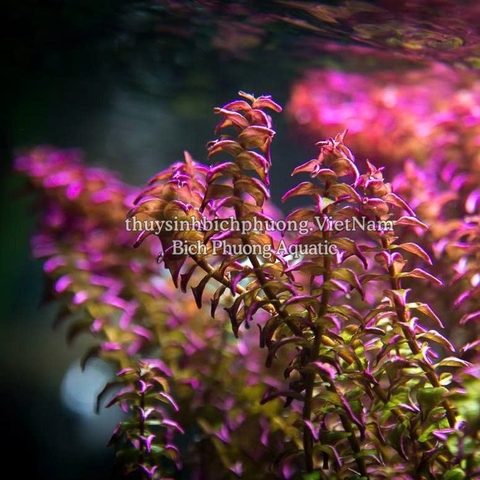 ROTALA PEARL (VẨY ỐC NGỌC TRAI) - CÂY THỦY SINH