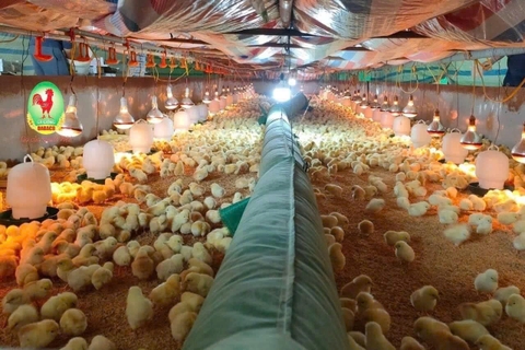 Máy sưởi công nghiệp 30KW dùng điện, diện tích sưởi 300m2