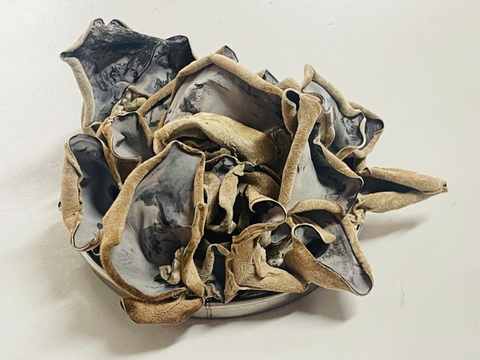 Nấm tai mèo khô (Mộc nhĩ khô)