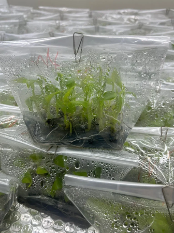 Quy trình nhân giống cây chuối già Nam Mỹ bằng nuôi cấy mô (in vitro)