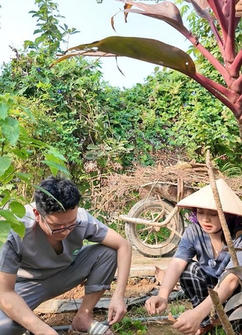 Cây Thầu Dầu Tía – Dân Gian Dùng Hỗ Trợ Giảm Co Búi Trĩ