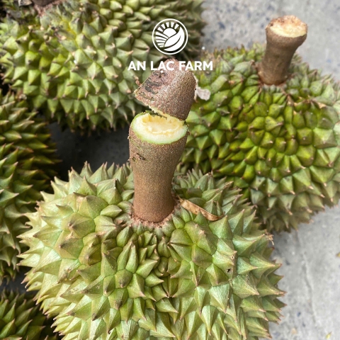 Sầu Riêng Thái Monthong