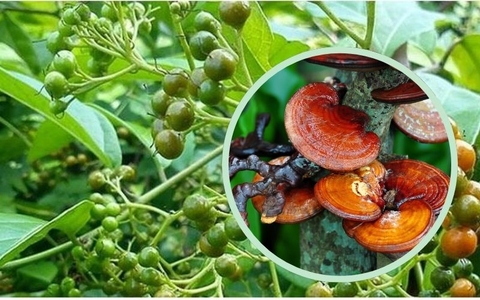 Trà Xạ Đen Linh Chi: Thần Dược Từ Thiên Nhiên Giúp Tăng Cường Sức Đề Kháng