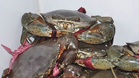 Khám phá giá trị dinh dưỡng và cách ăn cua biển chuẩn để bồi bổ sức khỏe