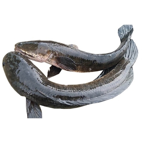 (290) 1.2kg Cá Lóc (1 Con)