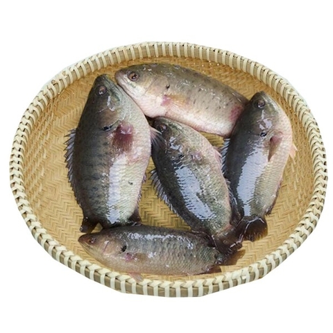 (293) 700g Cá Rô Đồng Sống (2-3 con)