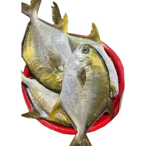 (282) 500g Cá Chim Trắng 1 Con (500-700g)