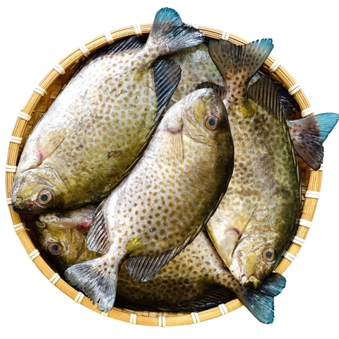 (285) 500g Cá Dìa / Cá Kình (3-4 con)