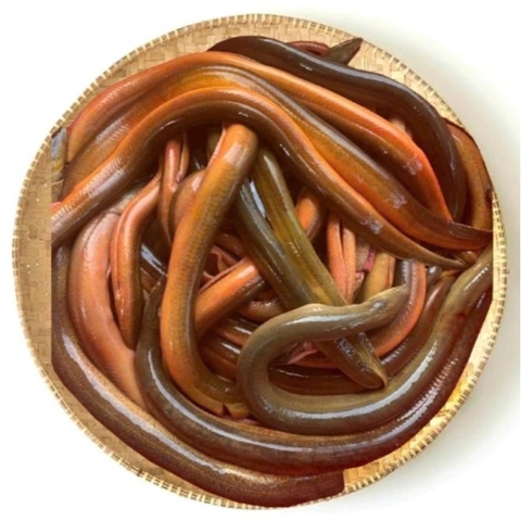 (330) 350g Lươn Sống (1 con)