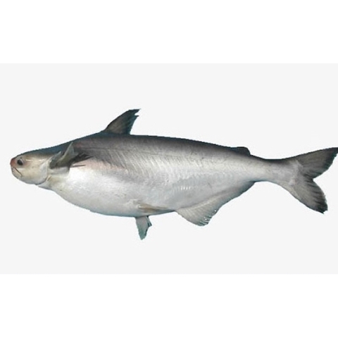 (288) Cá Hú Sống 1 Con (1-1.2kg)