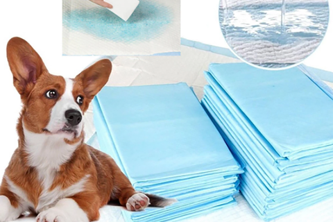 Cách Nuôi Mèo Toàn Diện Từ A-Z: Kinh Nghiệm Chăm Sóc Mèo Con & Mèo Trưởng Thành