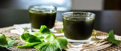 4 công thức nước ép rau má đơn giản, ngon miệng