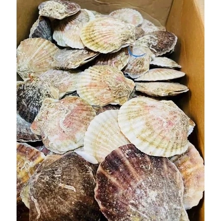 Sò Điệp Nhật Nguyên Con - 1kg