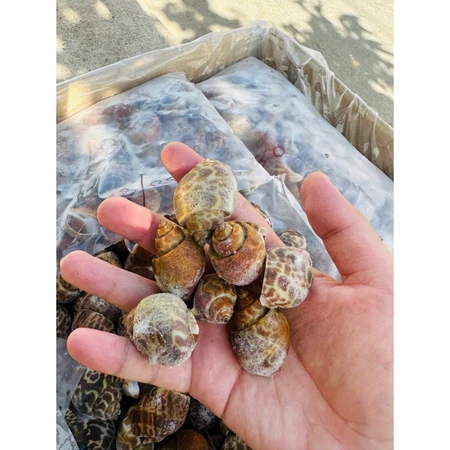 Ốc Hương Quế Hàng Chất Lượng Size 30-50 con - 1kg