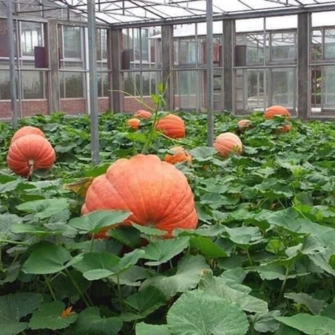 ★ Hạt giống bí siêu to khổng lồ gói 5 hạt