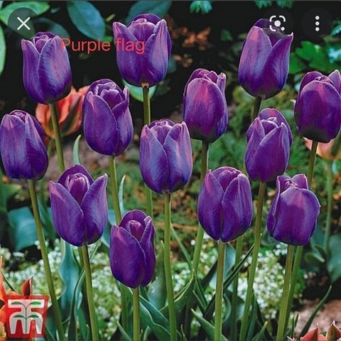 Củ Giống Hoa Tulip Đẹp màu tím