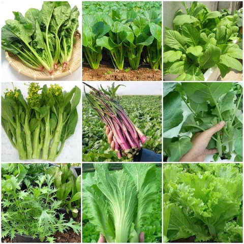 COMBO HẠT GIỐNG 10 LOẠI RAU CẢI – HẠT GIỐNG RAU SẠCH TRỒNG TẠI NHÀ TỶ LỆ NẢY MẦM CAO DỄ TRỒNG THU HOẠCH NHANH
