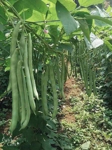 Hạt giống đậu cove leo tứ quý  quả dày