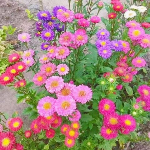 Hạt giống hoa cúc Magic 7 màu