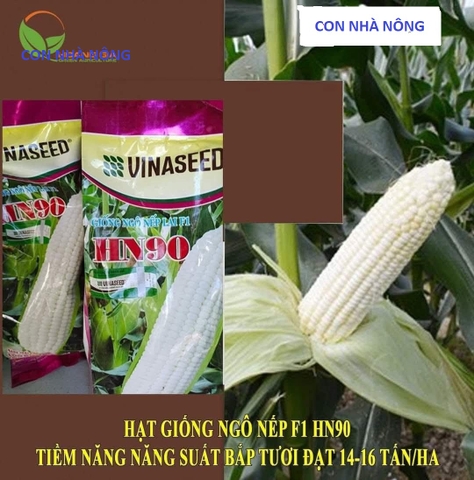 Hạt giống Ngô, bắp  Nếp Lai HN 90 Mới Dẻo Ngọt Bông To gói 500gr